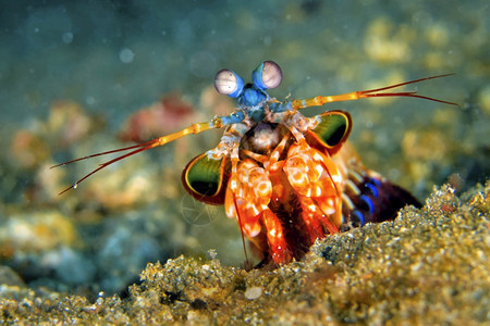 生态环境虾小孔雀马尼蒂斯奥多莫德克西利亚珊瑚礁Lembeh北苏拉威西印度尼亚洲潜艇图片