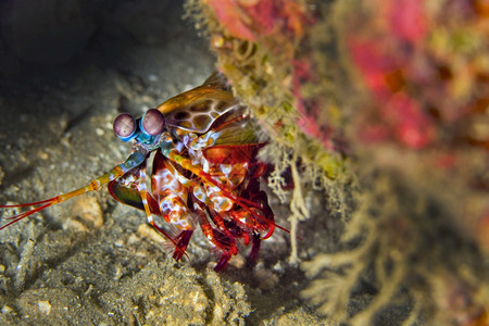 虾小孔雀马尼蒂斯奥多莫德克西利亚珊瑚礁Lembeh北苏拉威西印度尼亚洲主题海洋生态旅游图片