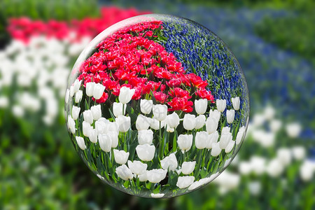 植物透明灯泡水晶球反映荷兰凯肯霍夫的红白郁金香和蓝葡萄花图片