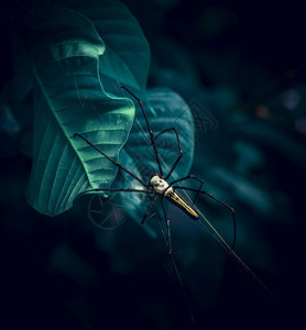 网络荒野尼菲拉斯里兰卡天然森林中的巨型金质蜘蛛网热带图片