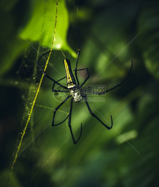 木头尼菲拉斯里兰卡天然森林中的巨型金质蜘蛛网尼非拉金的图片