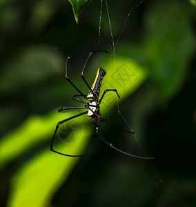 黄色的斯里兰卡热带森林中的巨型金质圆形蜘蛛网可怕的花园图片