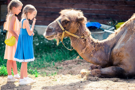 旅游在动物园里有骆驼的小女孩温暖和阳光明媚的夏日家庭休闲节在动物园里有骆驼的小女孩积极图片