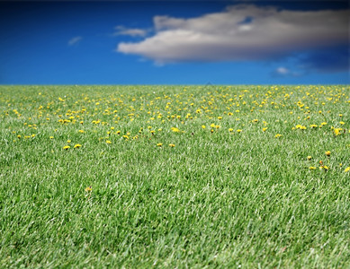 绿草地充满野生黄花朵蓝天空和乌云阳光草皮清楚的图片