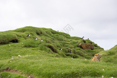 动物在法罗群岛悬崖上坐着底有海洋的大西雀亚马孙羽毛物种图片