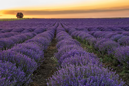普罗旺斯工业的紫色日落出时盛开的紫衣草田美丽景色背景图片
