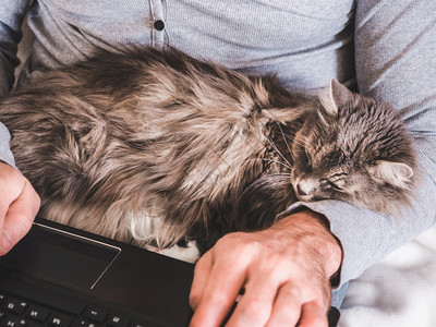 毛茸的家双手笔记本电脑和温柔可爱的小猫咪顶端风景紧贴的手和可爱小猫白色图片