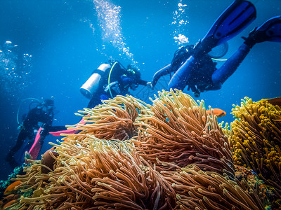 太平洋有毒丰富多彩的探索珊瑚礁多样化图片