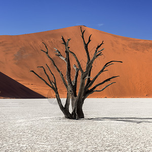 著名的纳米比亚NanobNaukluft公园的Deadvlei死相思树和红色沙丘热的非洲图片