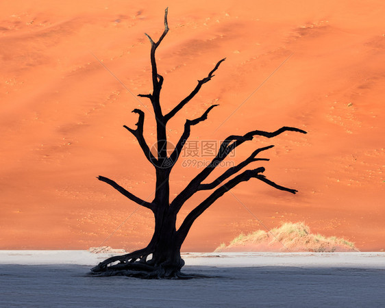 金合欢纳米比亚NanobNaukluft公园的Deadvlei死相思树和红色沙丘诺克卢夫特平底锅图片