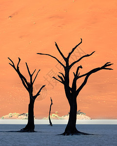 森林纳米比亚NanobNaukluft公园的Deadvlei死相思树和红色沙丘索苏斯黎橙图片