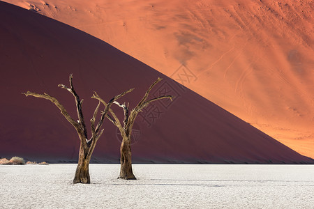 纳米比亚NanobNaukluft公园的Deadvlei死相思树和红色沙丘诺克卢夫特平底锅国民图片