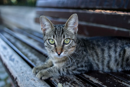 长椅上的条纹小猫图片