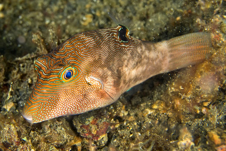 河豚鱼野生动物水利精选底栖鱼Canthigaster压缩机珊瑚礁Lembeh北苏拉威西印度尼亚洲图片