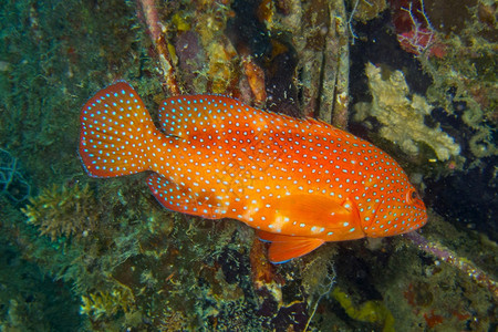 珊瑚群岩石鳕Cephalopholisminiata珊瑚礁南阿里环马尔代夫印度洋亚洲丰富多彩的美丽潜艇图片