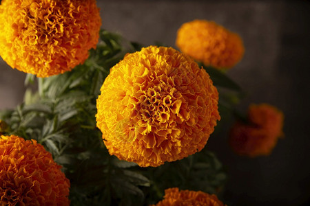 文化大马士基纳关闭Cempasucheil橙色花朵或MarigoldTagetes在墨西哥纪念死者日的祭坛上传统用地黄色图片