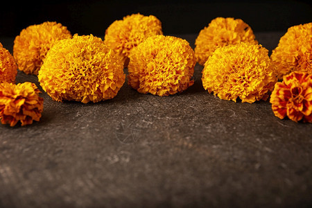 直立Cempasucheil橙色花朵或MarigoldTagetes在墨西哥纪念死者日的祭坛上传统用法植物群自然图片