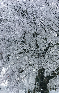 梦幻般的惊人美丽树所有枝都覆盖白雪令人惊叹的美丽圣诞节冬季自然背景幻想图片