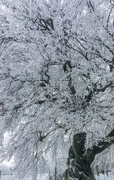 梦幻般的惊人美丽树所有枝都覆盖白雪令人惊叹的美丽圣诞节冬季自然背景幻想图片