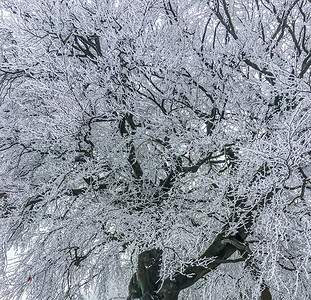 新鲜的天气令人惊叹美丽树所有枝都覆盖在雪地圣诞节冬季在德国的天梦幻般图片