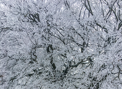 分支大树所有枝都覆盖在雪中令人叹为观止的美丽圣诞节冬季背景精彩的森林图片