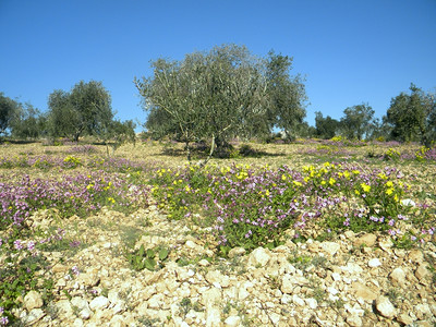 位于以色列耶路撒冷橄榄山脚下的Gehsemane花园耶路撒冷稣复活节旅游图片