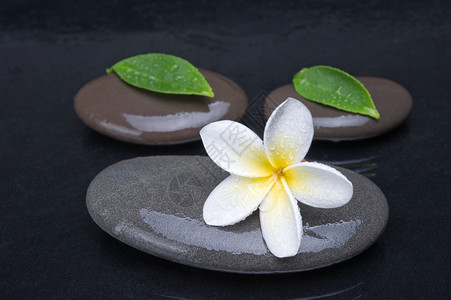 唯美白色鸡蛋花图片