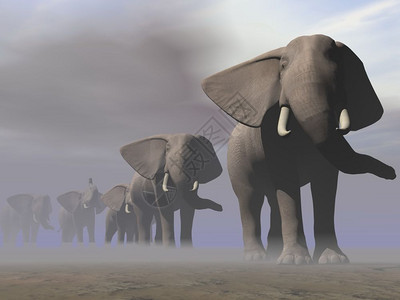 排动物野生许多大象在沙漠中连续行走在灰雾和阴云的一天图片