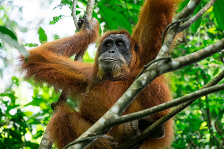 自然游客母亲在印度尼西亚苏门答腊树上放松的热带雨林中野生奥兰古塔女动物图片
