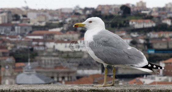 鸟在波尔图市上空中巡视背景的海鸥PortoCityTheseagull港口超过图片