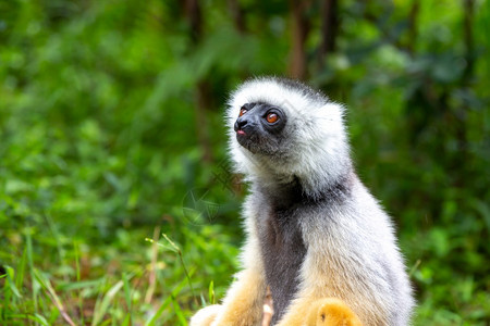 国民一种马达加斯岛热带雨林中的一只SifakaLemur马达加斯岛热带雨林中的一只Lemur瓦科纳图片