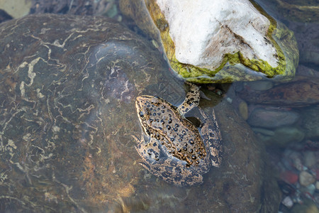 生物圈ColumbiaSpotedFrogLanaluteiventris在加拿大艾伯塔州沃特顿湖公园拍摄主题野生动物图片