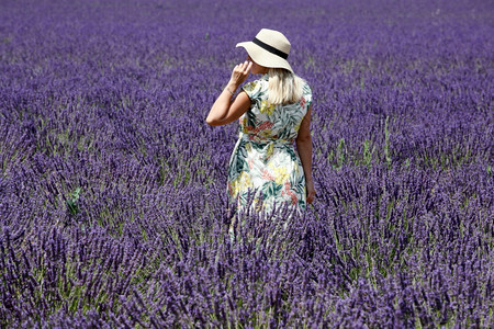 在法国普罗旺斯州巴伦索莱纳农业绽放紫色的图片
