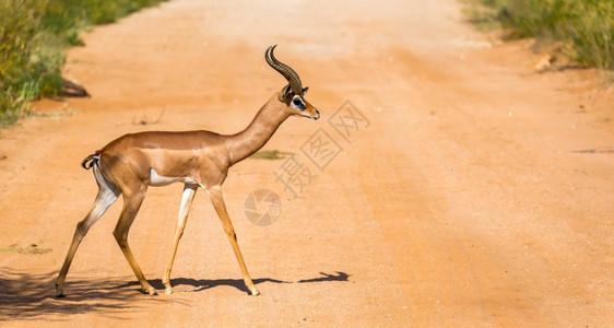 脖子肯尼亚大草原上的GazelleGerenuk肯尼亚大草原上的Gerenuk桑布鲁棕色的图片