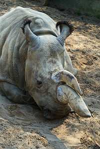皱捷克东波西米亚ZooDvurKralove的双角犀牛摄影颜色图片