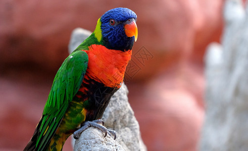 五彩缤纷明亮的一只五颜六色小鹦鹉坐在树枝上的肖像热带鸟洛里家族红色蓝黄和绿近距离观察具有模糊背景的动物多彩姿的羽毛鸟类荷兰一只五图片