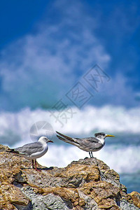 景观岬旅行灰头鸥和大凤燕环海Thalasseusbergii沃克湾自然保护区干斯拜西开普省南非洲图片
