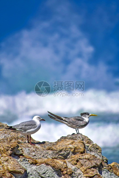 景观岬旅行灰头鸥和大凤燕环海Thalasseusbergii沃克湾自然保护区干斯拜西开普省南非洲图片