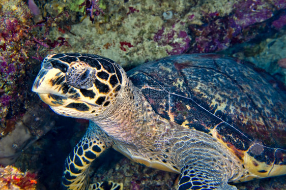 保护礁生物学玳瑁海龟Eretmochelysimbricata布纳肯海洋公园布纳肯北苏拉威西印度尼亚洲图片