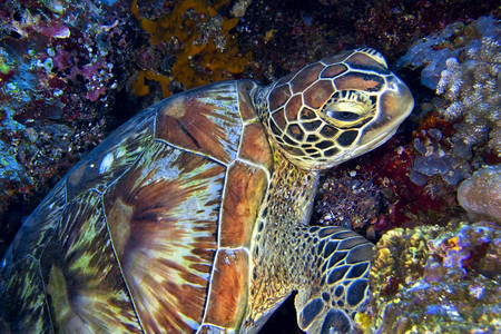 生态系统主题相机玳瑁海龟Eretmochelysimbricata布纳肯海洋公园布纳肯北苏拉威西印度尼亚洲图片