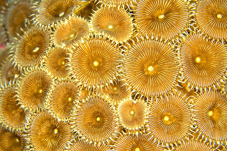 ZoanthidsColonyProtopalythoa布纳肯海洋公园布纳肯北苏拉威西印度尼亚洲生物多样荒野环境的图片