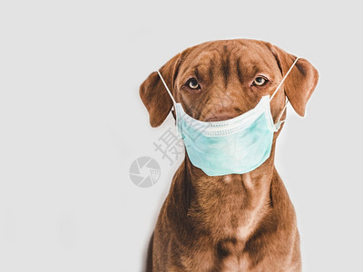 脸可爱的棕色小狗带着医疗面具在室内工作拍摄护理概念教育服从训练抚养宠物Charm可爱的棕色小狗戴着医疗面具提高图片
