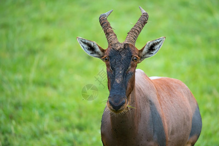 马赛放牧肯尼亚大草原上的托皮羚羊肯尼亚大草原上的托皮羚羊坦桑尼亚图片