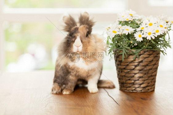 脊椎动物照片木桌上的矮子兔照片与有马格石的锅旁木桌头矮人图片
