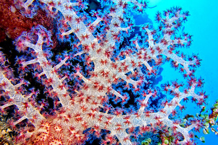 观察生态旅游保护多砍伐树木软珊瑚礁布纳肯海洋公园布纳肯北苏拉威西印度尼亚洲图片
