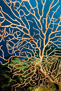 环境自然观察Gorgonian海扇鞭珊瑚礁加勒比海PlayaGiron古巴美国图片