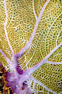 Gorgonian海扇鞭珊瑚礁加勒比海PlayaGiron古巴美国丽殖民环境图片