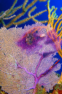 荒野Gorgonian海扇鞭珊瑚礁加勒比海PlayaGiron古巴美国临海鞭子图片