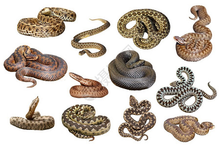 出去白色背景的欧洲毒蛇危险的和添加剂供设计之用c于设计颜色图片