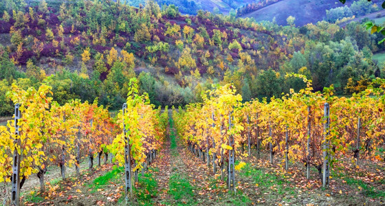 意大利托斯卡纳金秋葡萄园黄色的美丽传统图片